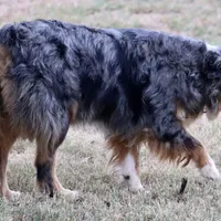 Riley, a female Australian Shepherd for sale in Poth, TX – Photo 4 of 8