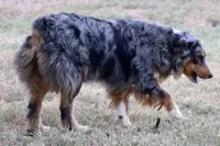 Riley, a female Australian Shepherd for sale in Poth, TX – Photo 4 of 8