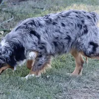 Riley, a female Australian Shepherd for sale in Poth, TX – Photo 7 of 8