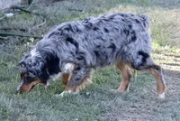 Riley, a female Australian Shepherd for sale in Poth, TX – Photo 7 of 8