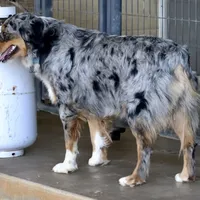 Riley, a female Australian Shepherd for sale in Poth, TX – Photo 2 of 8