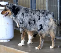 Riley, a female Australian Shepherd for sale in Poth, TX – Photo 2 of 8