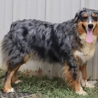 Riley, a female Australian Shepherd for sale in Poth, TX – Photo 6 of 8