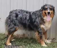 Riley, a female Australian Shepherd for sale in Poth, TX – Photo 6 of 8
