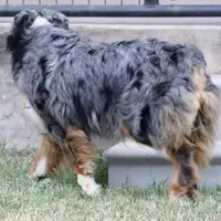 Riley, a female Australian Shepherd for sale in Poth, TX – Photo 3 of 8
