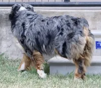 Riley, a female Australian Shepherd for sale in Poth, TX – Photo 3 of 8