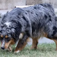 Riley, a female Australian Shepherd for sale in Poth, TX – Photo 1 of 8