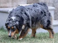 Riley, a female Australian Shepherd for sale in Poth, TX – Photo 1 of 8