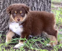 Red Tri Male 3, a male Australian Shepherd for sale in Poth, TX – 3 of 6