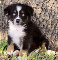 Black Tri Male 2, a male Australian Shepherd for sale in Poth, TX – 7 of 7