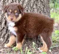 Red Tri Male, a male Australian Shepherd for sale in Poth, TX – 4 of 6