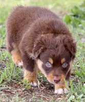Red Tri Male, a male Australian Shepherd for sale in Poth, TX – 6 of 6