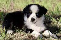 Black Tri Male 4, a male Australian Shepherd for sale in Poth, TX – 3 of 7