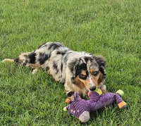 Ace, a male Australian Shepherd for sale in Poth, TX – 3 of 7