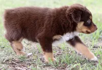Red Tri Male, a male Australian Shepherd for sale in Poth, TX – 3 of 6