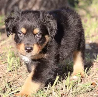 Black Tri Male 3, a male Australian Shepherd for sale in Poth, TX – 7 of 7