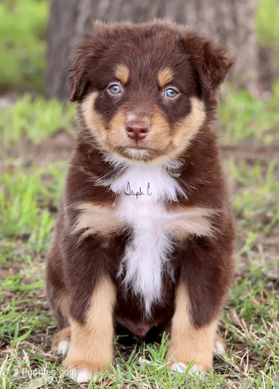 Red Tri Male – Australian Shepherd puppy for sale in Poth, TX