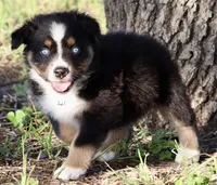 Black Tri Male 2, a male Australian Shepherd for sale in Poth, TX – 5 of 7