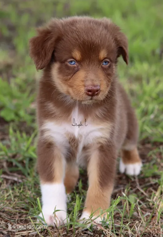 Red Tri Male 2 – Australian Shepherd puppy for sale in Poth, TX