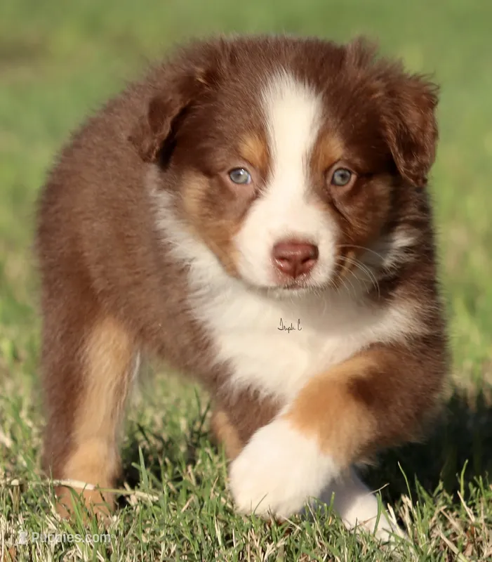 Red Tri Female – Australian Shepherd puppy for sale in Poth, TX