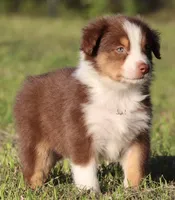 Red Tri Female, a female Australian Shepherd for sale in Poth, TX – 7 of 9