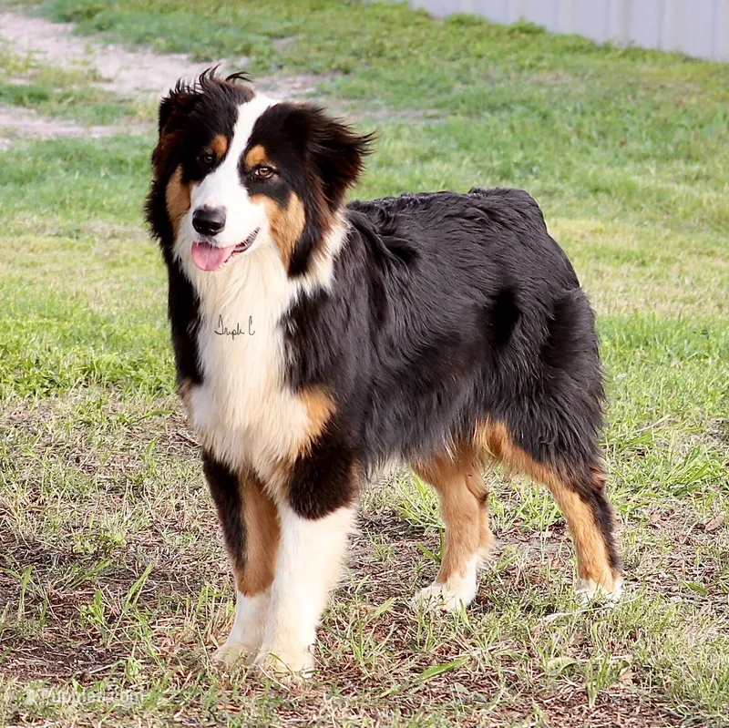 Black Tri Male – Australian Shepherd puppy for sale in Poth, TX