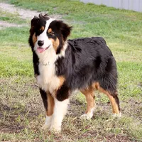 Black Tri Male, a male Australian Shepherd for sale in Poth, TX – 1 of 10