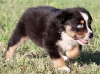 Black Tri Male 2, a male Australian Shepherd for sale in Poth, TX – 4 of 7