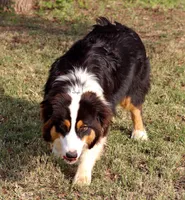 Black Tri Male, a male Australian Shepherd for sale in Poth, TX – 8 of 10