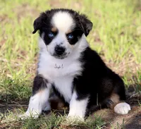 Black Tri Male 4, a male Australian Shepherd for sale in Poth, TX – 7 of 7