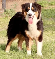 Black Tri Male, a male Australian Shepherd for sale in Poth, TX – 9 of 10