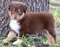Red Tri Male 3, a male Australian Shepherd for sale in Poth, TX – 5 of 6