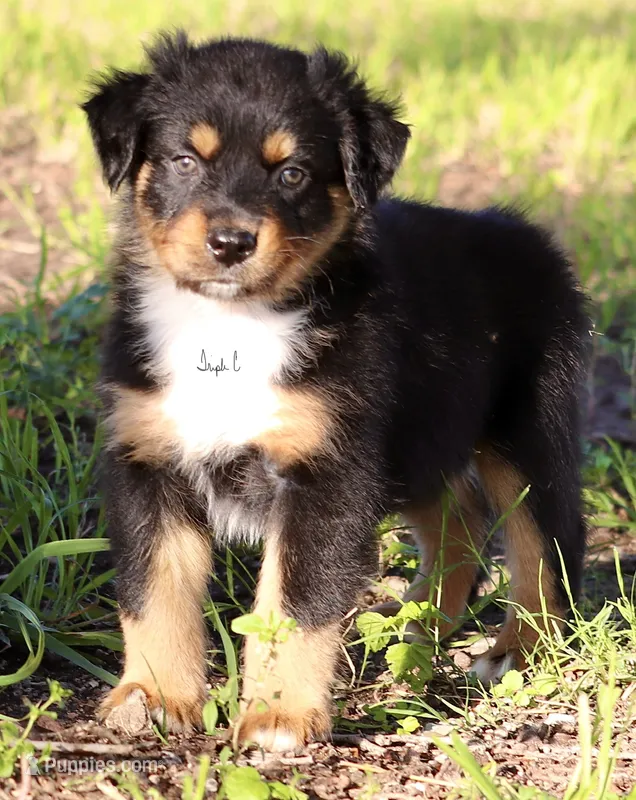 Black Tri Male 3 – Australian Shepherd puppy for sale in Poth, TX
