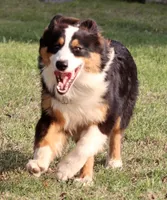Black Tri Male, a male Australian Shepherd for sale in Poth, TX – 5 of 10