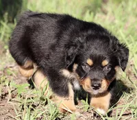 Black Tri Male 3, a male Australian Shepherd for sale in Poth, TX – 5 of 7