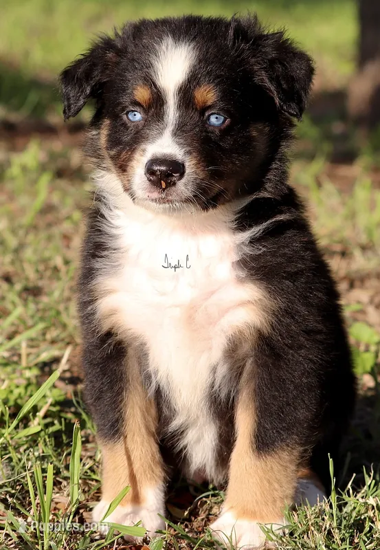 Black Tri Male 2 – Australian Shepherd puppy for sale in Poth, TX