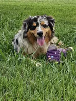 Ace, a male Australian Shepherd for sale in Poth, TX – 7 of 7