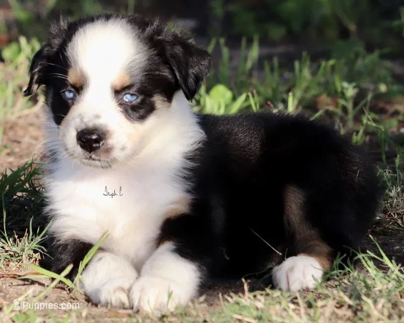 Black Tri Male 4 – Australian Shepherd puppy for sale in Poth, TX
