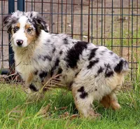 Blue Merle female, a female Australian Shepherd for sale in Poth, TX – Photo 3 of 6