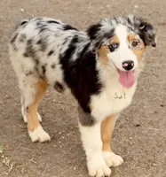 Blue Merle female, a female Australian Shepherd for sale in Poth, TX – Photo 5 of 6