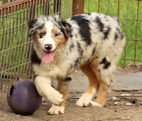 Blue Merle female, a female Australian Shepherd for sale in Poth, TX – Photo 1 of 6