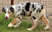 Blue Merle female, a female Australian Shepherd for sale in Poth, TX – Photo 6 of 6