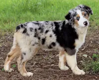 Blue Merle female, a female Australian Shepherd for sale in Poth, TX – Photo 2 of 6