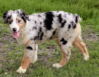 Blue Merle female, a female Australian Shepherd for sale in Poth, TX – Photo 4 of 6
