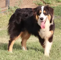 Black Tri Male, a male Australian Shepherd for sale in Poth, TX – 4 of 10