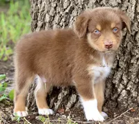 Red Tri Male 2, a male Australian Shepherd for sale in Poth, TX – 4 of 7