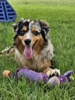 Ace, a male Australian Shepherd for sale in Poth, TX – 6 of 7