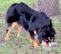 Black Tri Female 1, a female Australian Shepherd for sale in Poth, TX – 4 of 8