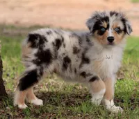 Blue Merle male 5, a male Australian Shepherd for sale in Poth, TX – Photo 2 of 5