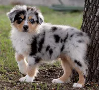 Blue Merle male 5, a male Australian Shepherd for sale in Poth, TX – Photo 4 of 5